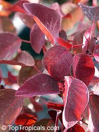 Image result for Euphorbia cotinifolia