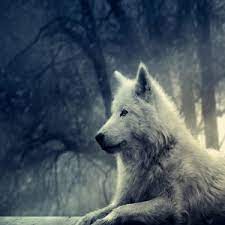 Multiple sizes available for all screen sizes. Get Wolf Wallpaper Hd Microsoft Store En Ae