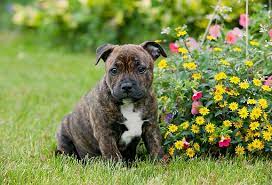 brindle staffordshire bull terrier 3 staffordshire bull terrier puppies stafford dog staffy dog