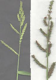 Image result for Echinochloa brevipedicellata