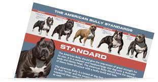 Free American Bully Graphic