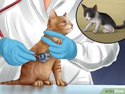 How To Monitor Newborn Kitten Growth 12 Steps With Pictures