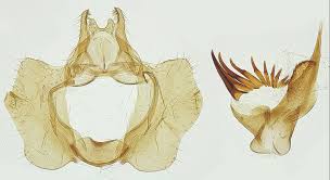 Image result for Cochylidia implicitana