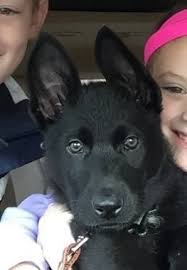 Jul 13 2021 we are a new york breeder located in the hudson valley area & have been breeding & training exceptional animals for. Pin On Cross Keys K9 German Shepherd Dogs