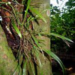 Image result for Polystachya greatrexii