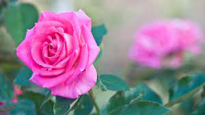 Find the best 2560x1080 wallpaper hd on getwallpapers. Full Screen 4k Flowers Wallpapers Top Free Full Screen 4k Flowers Backgrounds Wallpaperaccess