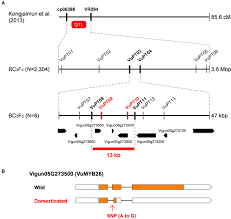 Instead, the selection of the appropriate… Frontiers Same Locus For Non Shattering Seed Pod In Two Independently Domesticated Legumes Vigna Angularis And Vigna Unguiculata Genetics