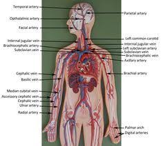 Learn even faster with this blood vessel anatomy study guide. Pin On Bsc2086