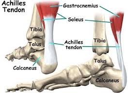 How the knee works dr george nicola. Achilles Tendon Anatomy Achilles Tendinitis Achilles Rupture Orthopaedics 360