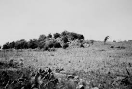 Image result for Urelytrum agropyroides