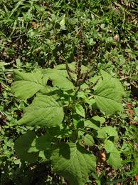 Image result for Amaranthus viridis