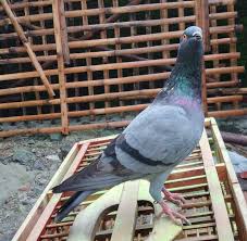 Cara melatih merpati kolong tinggian yang benar.mp4 download. Bandangan Dara Jossss Home Facebook