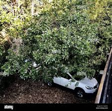 Image result for Sideroxylon inerme