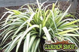 Most hollies can't stand wet soil, but winterberry (ilex verticillata) loves it. What Plants Are Best Suited To Damp Wet Sites