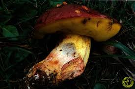 Image result for Boletus speciosus