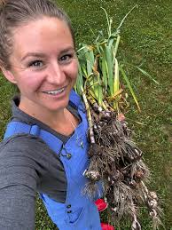 Planting small garlic cloves 6 inches deep for early harvest