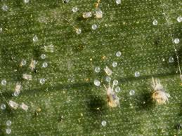 Image result for spotted spider mite