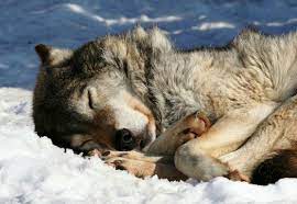 Pin By Toby On Wolf Sleeping Wolf Animals Beautiful Wolf Poses
