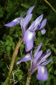 Image result for Moraea niassensis