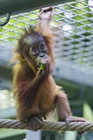 Baby Orangutan Eating On The Rope Orangutan Baby Orangutan Pet Monkey