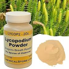 Image result for Lycopodium