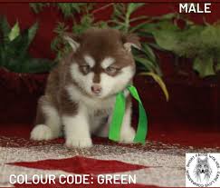 Find the perfect puppy for you and your family. Standard Alaskan Malamute Puppies Available In Kolkata