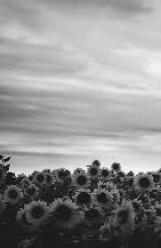 Aesthetic Black And White Vsco Pictures Pin By Garrett Mockler On Black And White White Flower Photos Black And White Aesthetic Kids Portraits Photography