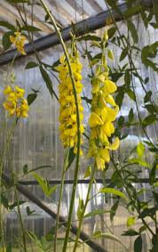 Image result for Crotalaria trichotoma