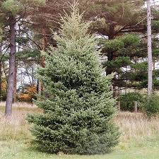 Pinus strobus 'stowe pillar'' is the rare dwarf white pine tree with narrow white pine for you. Evergreen Trees Nursery Stock Grimes Ia