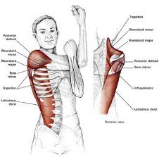 How To Release Any Tension In Your Neck Shoulders Shoulder Stretching Exercises Yoga Anatomy Shoulder Stretches