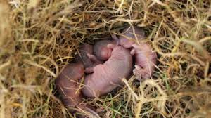 Mouse problem in apartment solved. Are There Baby Mice In Your House Griffin Pest Solutions