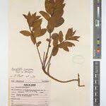 Image result for Anisophyllea quangensis