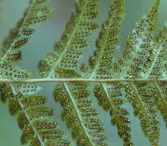 Image result for Dryopteris antarctica