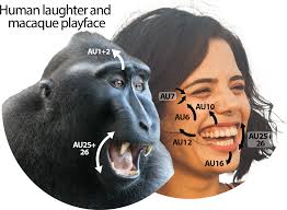 Revisiting Darwin's comparisons between human and non-human primate facial  signals