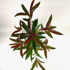 Image result for Ardisia staudtii