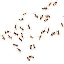 Our pest control services are affordable and reliable for all of our clients. Pest Control Experts Fort Smith Ar Five Star Pest Control