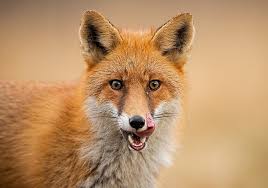 Rare orange and black fox. Fox Symbolism Meaning Totem Spirit Omens World Birds