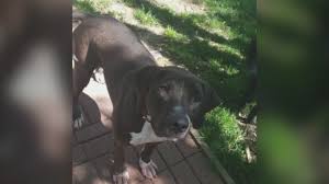 The animal services division of kc pet project launched on december 1st. Kansas City Kansas Pet Owner Says Rescue Won T Give Missing Dog Back