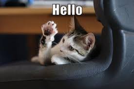 Hello Cats N Kittens Cat Pictures Cute Kittens