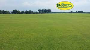 Yowzers Check Out This Stunning Zenith Zoysia Field At Our Raleigh Nc Farm This Hot Summer Was Good To Our Zoysia Sod Fields Zoysia Sod Farm Fields