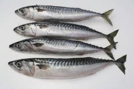 Tuna (thunnus sp.) merupakan jenis ikan laut pelagis yang termasuk dalam keluarga scombroidae. 10 Jenis Ikan Laut Di Indonesia Yang Paling Sering Untuk Konsumsi