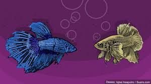 Check spelling or type a new query. 4 Penyebab Gelembung Ikan Cupang Lengkap Penjelasan Fungsinya