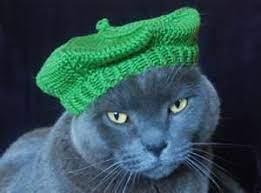 International Cat Hat Le Mieux Cat Hat French Cats Cats