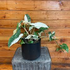Image result for Syngonium podophyllum