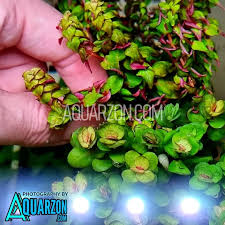 Image result for Rotala tenella