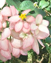 Mussaenda Queen Sirikit Inflorescence With Open Yellow Flower Plants Flowers Yellow Flowers