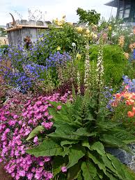 Image result for Verbascum