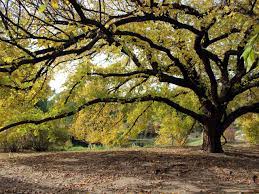 Elms learning network (elmsln) is an open source educational technology platform for building and sustaining innovation in course technologies. How To Grow And Care For Elm Trees Hgtv