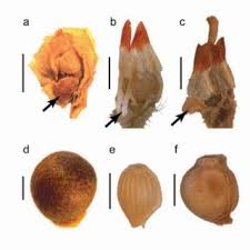 Image result for Afrohybanthus