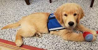 Golden retriever breeders below is a sample search of our golden retriever breeders with puppies for sale. Dogs For Life Flourishes With Support Of Vero Beach Philanthropist Kathi Schumann